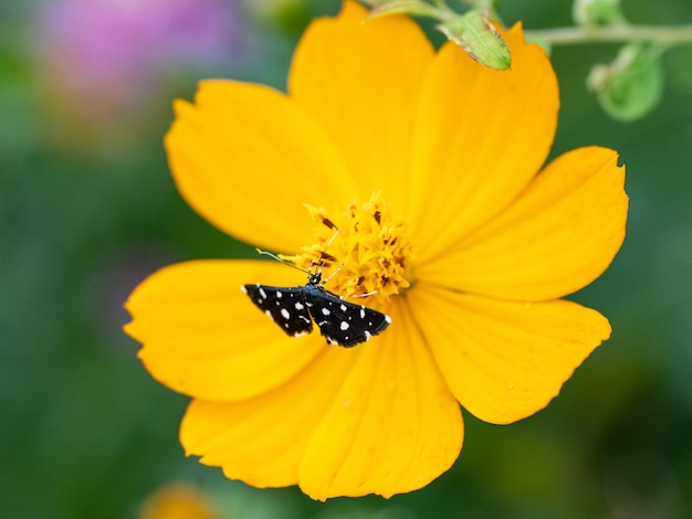 Close up de uma mariposa zibelina pontilhada com asas negras se alimentando de uma grande flor amarela