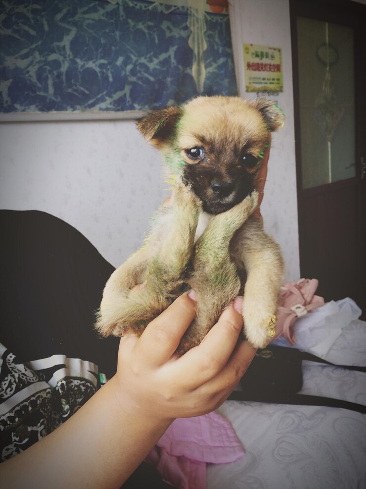 Foto close-up de uma menina segurando um cachorrinho