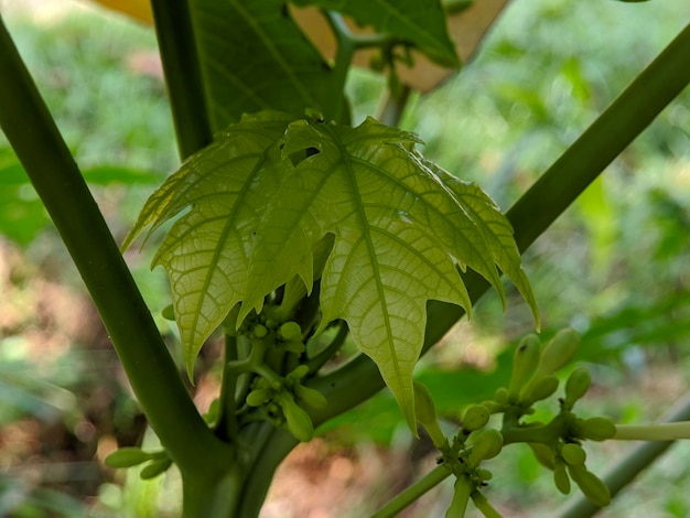 Close-up de uma mini planta de folhas de papaia
