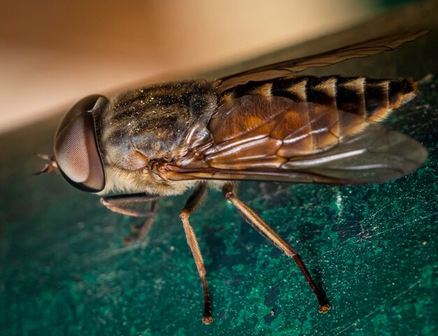 Foto close-up de uma mosca de cavalo