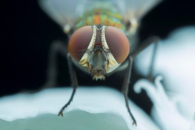 Foto close-up de uma mosca doméstica