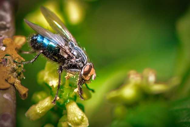 Close-up de uma mosca em broto