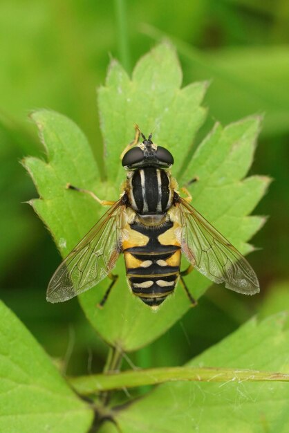 Close-up de uma mosca-marshalover penduladaHelophilus pendulus sentada em uma folha verde no jardim