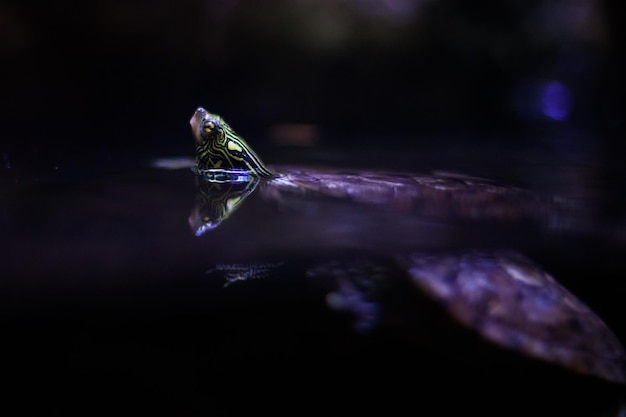 Foto close-up de uma mosca na água