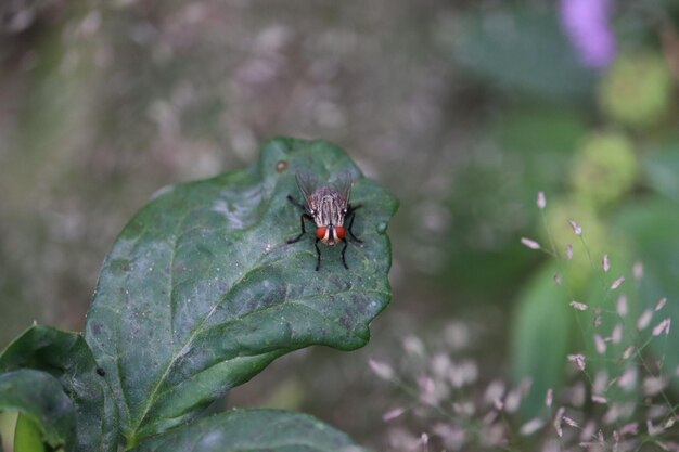 Foto close-up de uma mosca na folha