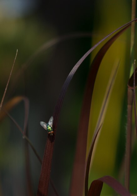 Foto close-up de uma mosca na planta