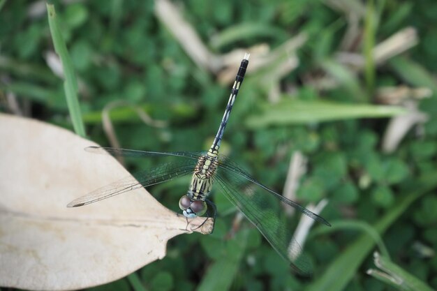 Close-up de uma mosca na planta