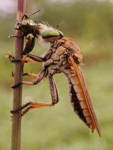 Foto close-up de uma mosca-roubadora na planta