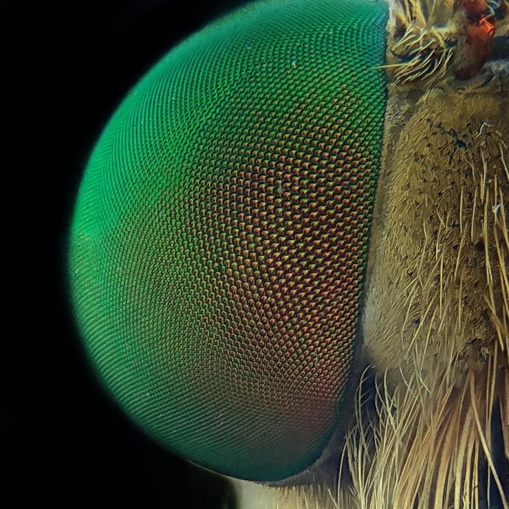 Foto close-up de uma mosca-roubadora