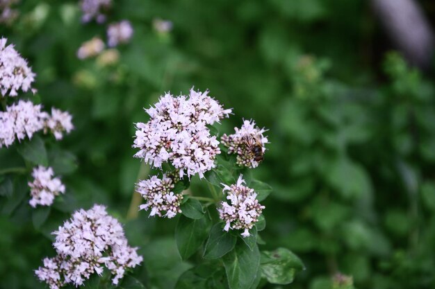 Foto close-up de uma mosca sentada em flores de orégano rosa o fundo de folhas traseiras é borrado