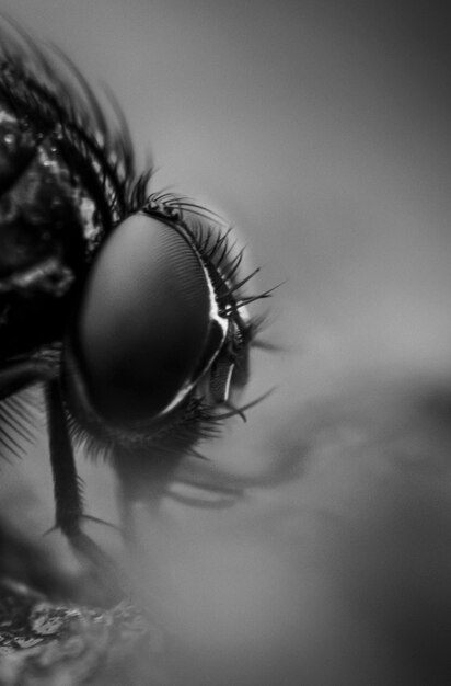 Foto close-up de uma mosca