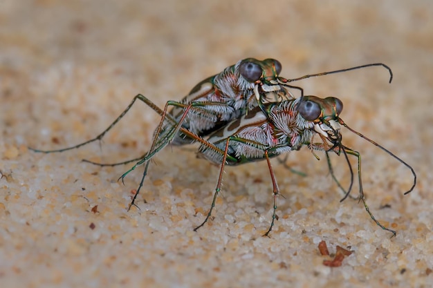 Close-up de uma mosca