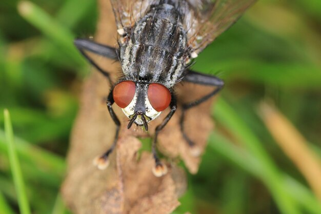 Foto close-up de uma mosca