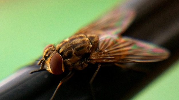 Foto close-up de uma mosca