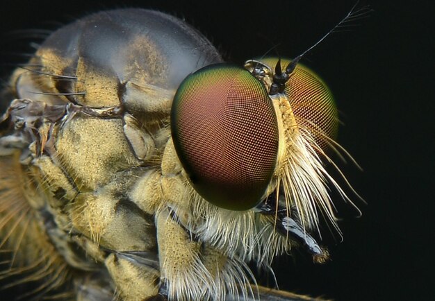 Close-up de uma mosca