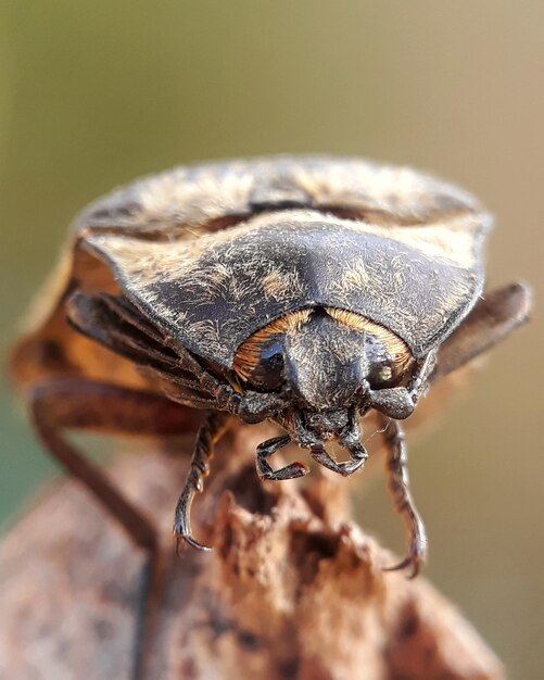 Foto close-up de uma mosca