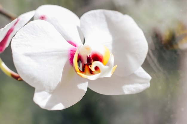 Close-up de uma orquídea branca com um centro roxo.