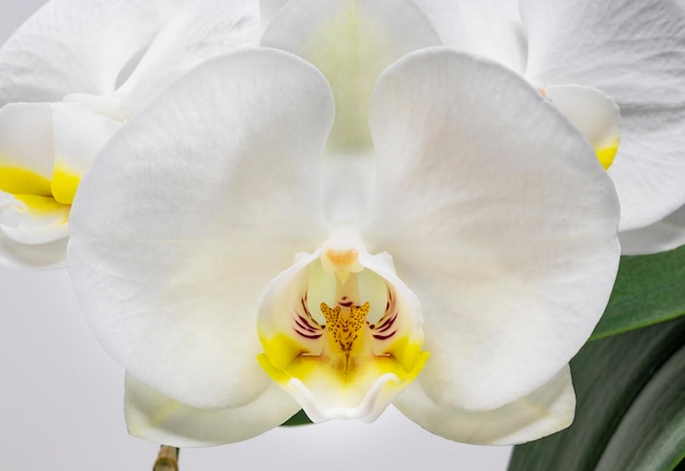 Foto close-up de uma orquídea branca