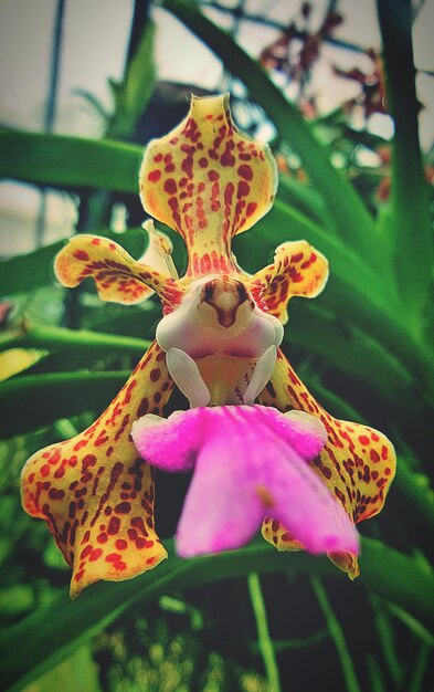 Foto close-up de uma orquídea laranja no jardim