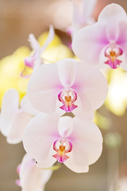 Foto close-up de uma orquídea rosa em floração