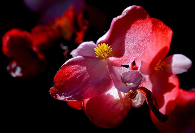 Close-up de uma orquídea