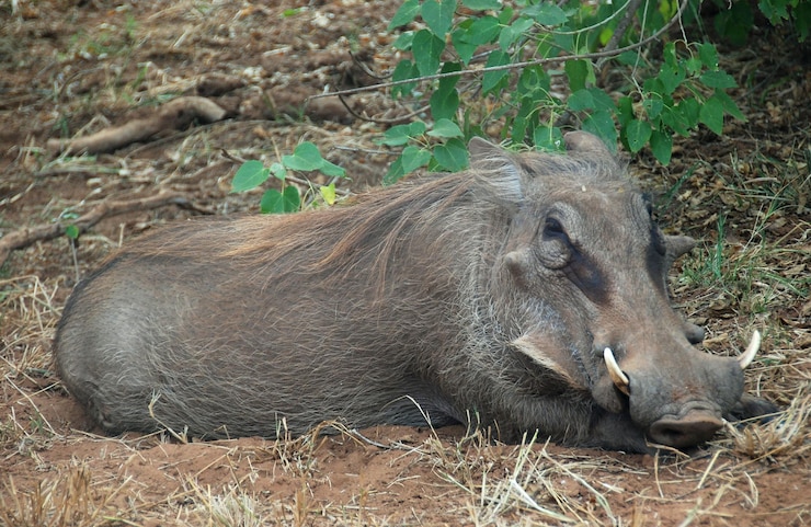 Foto close-up de uma ovelha no campo