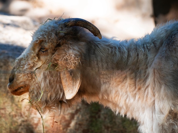Close-up de uma ovelha