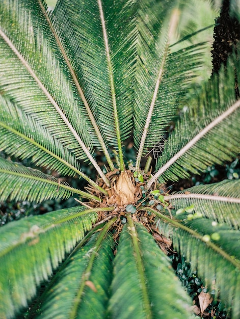 Foto close-up de uma palmeira