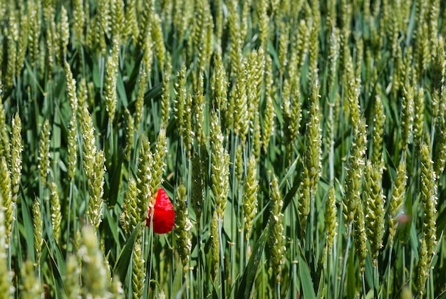 Close-up de uma papoula vermelha no meio de um campo verde de cereais