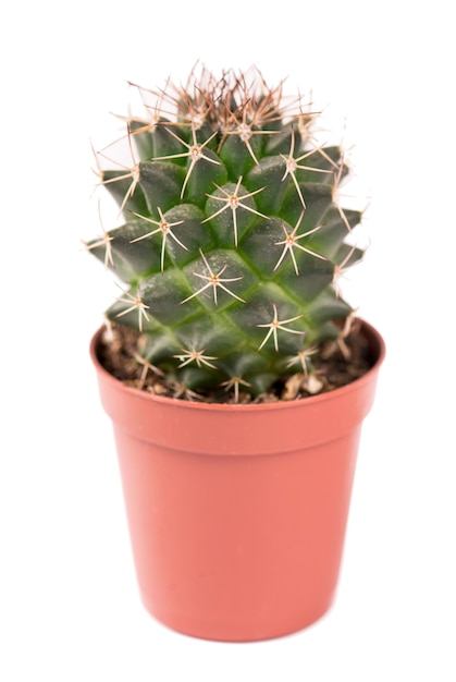 Close-up de uma pequena planta de cacto em um vaso em fundo branco