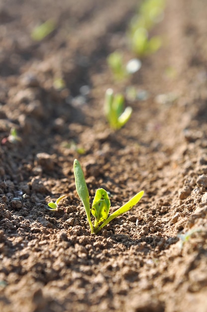 Foto close-up de uma pequena planta que cresce no campo