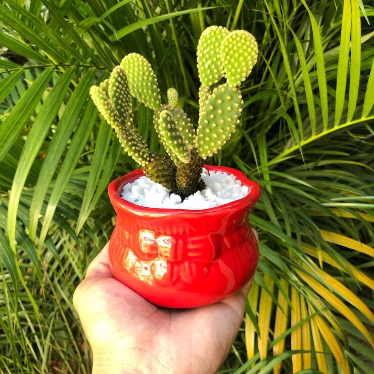 Foto close-up de uma pessoa segurando uma planta suculenta contra uma palmeira