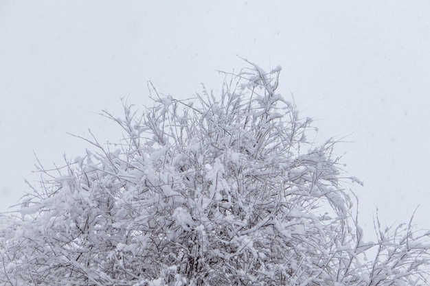 Foto close-up de uma planta coberta de neve no campo