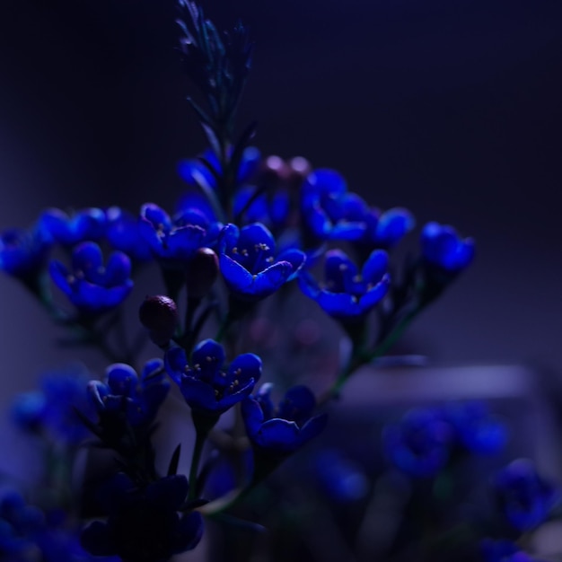 Foto close-up de uma planta com flores azuis