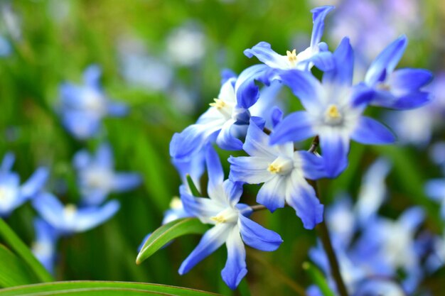 Close-up de uma planta com flores azuis