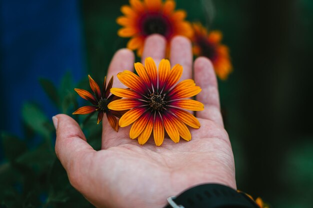 Close-up de uma planta com flores na mão