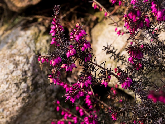 Close-up de uma planta com flores rosas