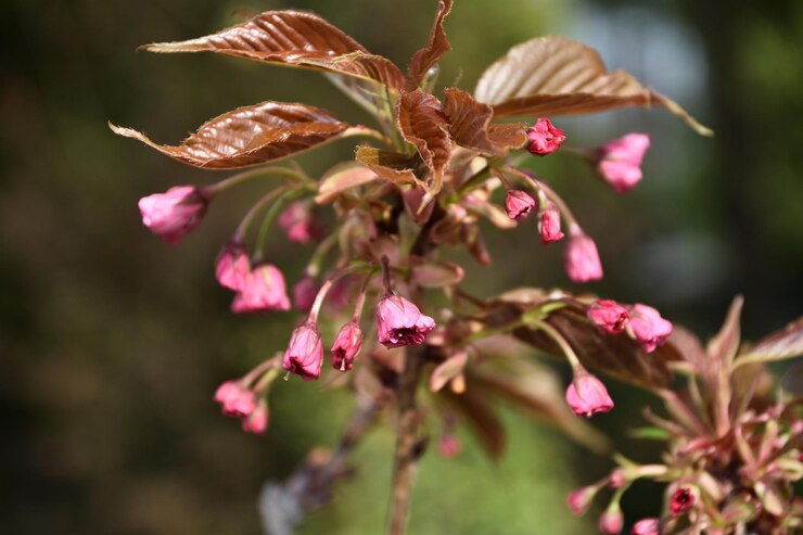 Foto close-up de uma planta com flores rosas