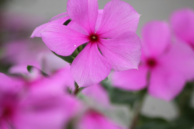 Foto close-up de uma planta com flores rosas