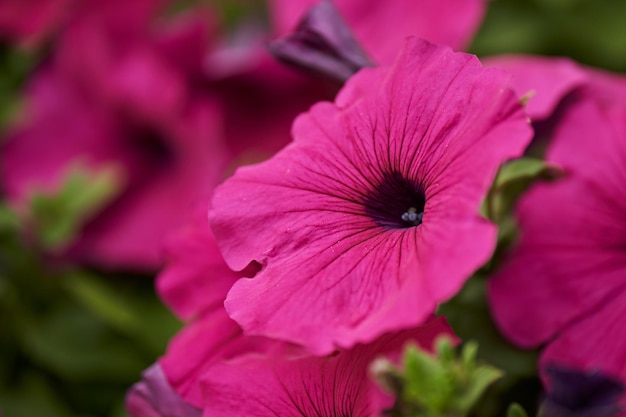 Close-up de uma planta com flores rosas