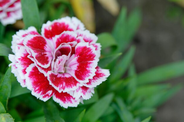 Foto close-up de uma planta com flores rosas