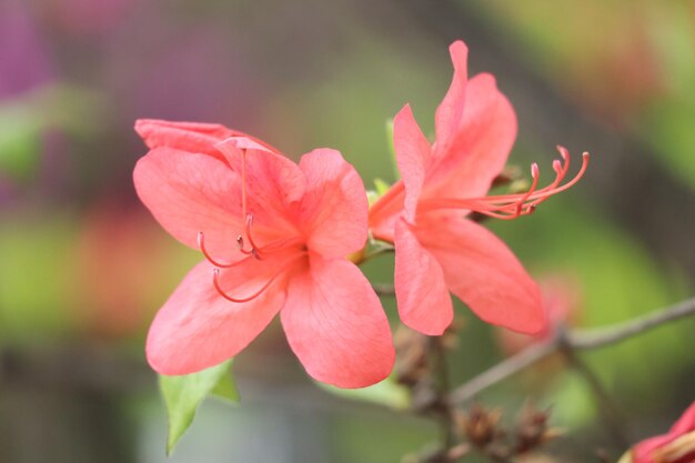 Foto close-up de uma planta com flores rosas