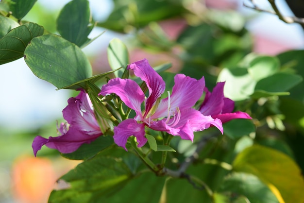 Foto close-up de uma planta com flores rosas