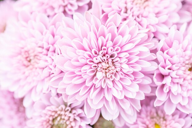 Foto close-up de uma planta com flores rosas