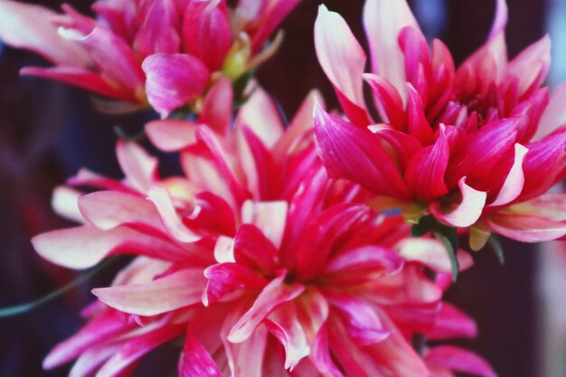 Close-up de uma planta com flores rosas