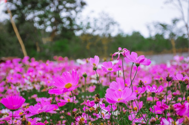 Foto close-up de uma planta com flores rosas