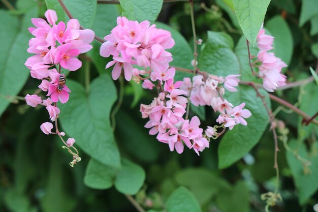 Foto close-up de uma planta com flores rosas