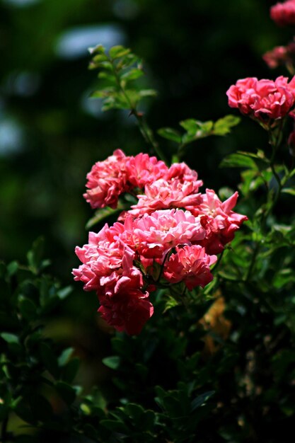 Foto close-up de uma planta com flores rosas