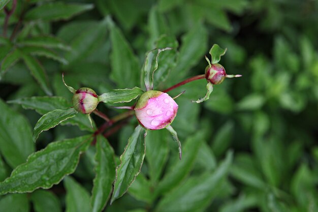 Foto close-up de uma planta com flores rosas