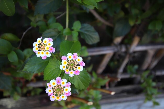 Foto close-up de uma planta com flores rosas